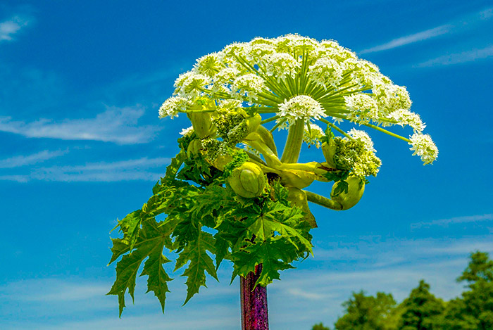 Борьба с борщевиком