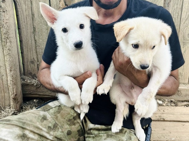 Щенячий ангел