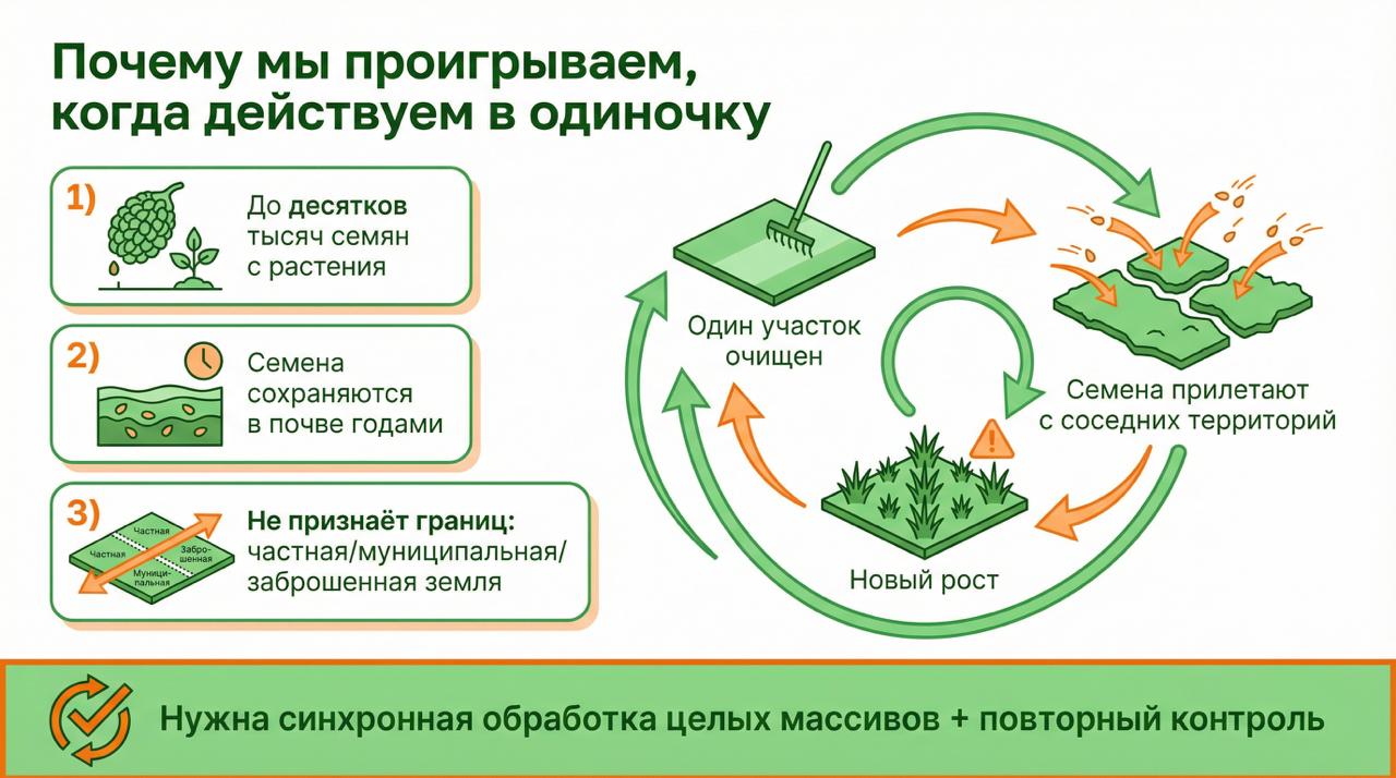 Борщевик Сосновского. Почему мы проигрываем, когда действуем в одиночку